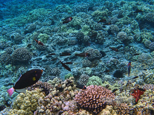 ocean fish nature hawaii underwater sealife maui snorkeling peggy reef molokinicrater ©allrightsreserved ©peggyhughes may2012