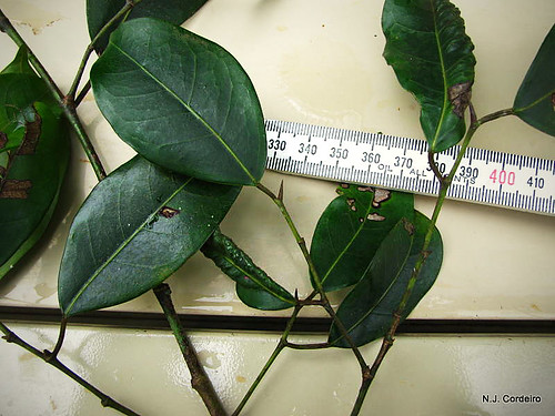 scale leaves ndola trilepisiummadagascariense taxonomy:binomial=trilepisiummadagascariense