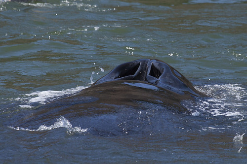 Humpback Whale Blowhole