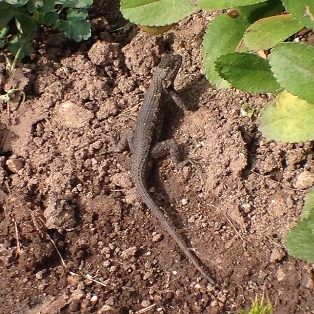 Hello, Mr. Lizard! @thehuntington @olloclip #wideangle