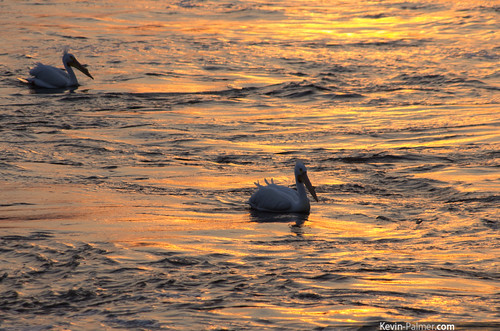 sunset orange white pelicans water birds gold golden evening illinois lock dam wildlife 14 mississippiriver hampton americanwhitepelicans greatriver kevinpalmer pentaxk5 pentaxdal55300mmf458
