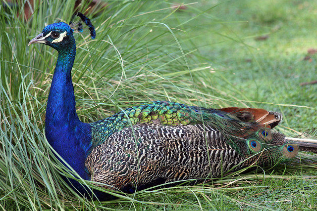 Pavo Real