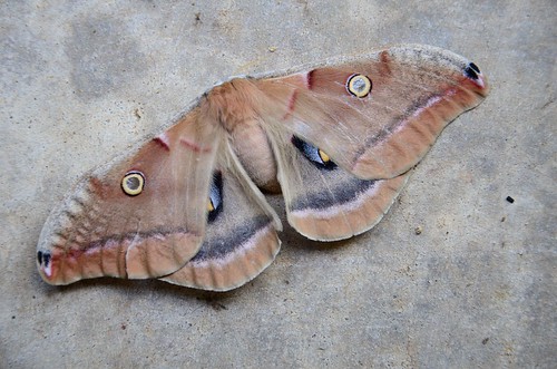 outdoors moth missouri ozarks stclaircounty antheraeapolyphemus harrystrumanreservoir