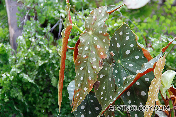 Leaves with white spots