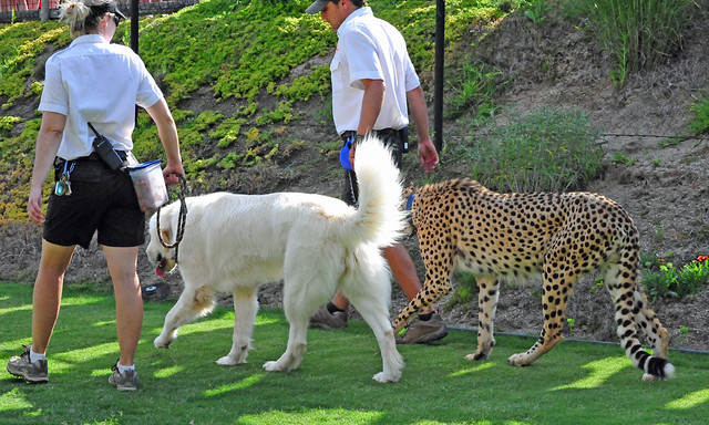 Shiley the Cheetah (Acinonyx jubatus) his canine companion ...