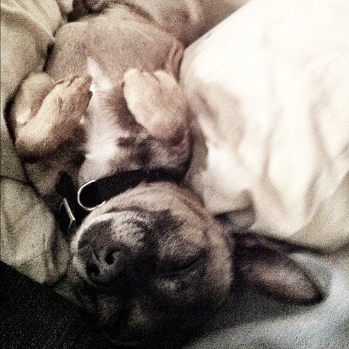 #chihuahua #sleep #dog #pets #cute #adorable
