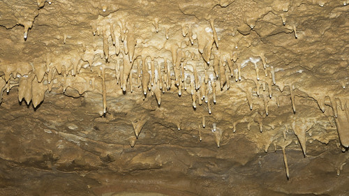ecology caves caving biology speleology oul ozarkundergroundlaboratory tumblingcreekcave
