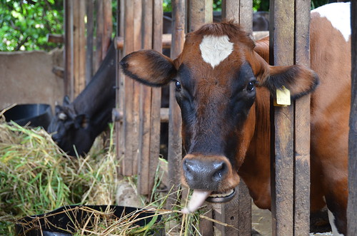 Dairy cow in Tanga, Tanzania