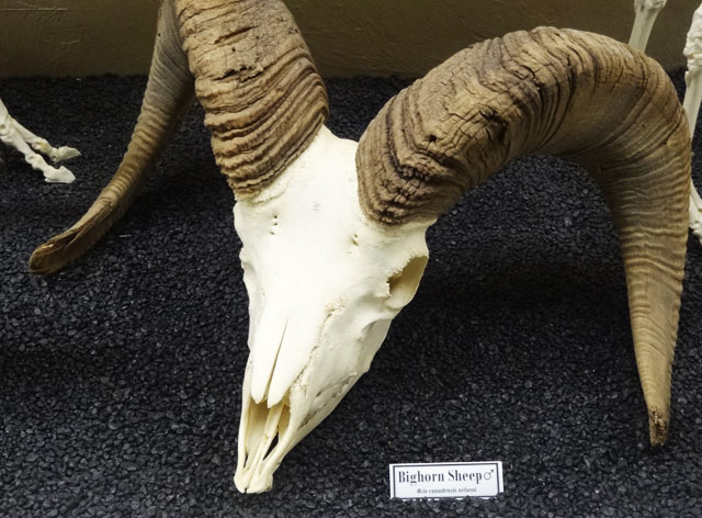 bighorn-sheep-skull