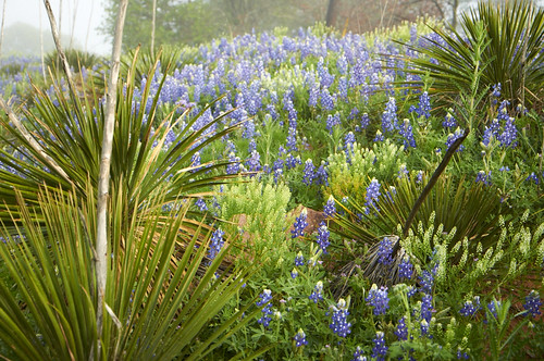 texas wildflowers bluebonnets llanocounty