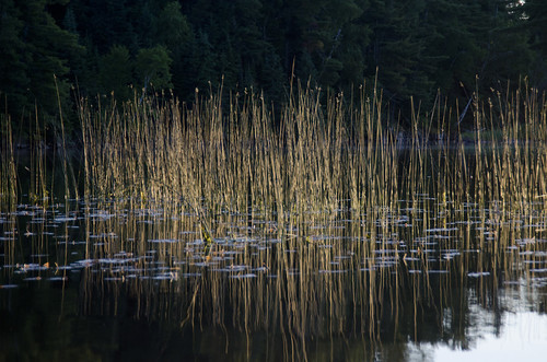 lake ontario canada reflection reed nature water horizontal outdoors day nopeople manitoba growth marsh kenora scenics lakeofthewoods tranquilscene nonurbanscene