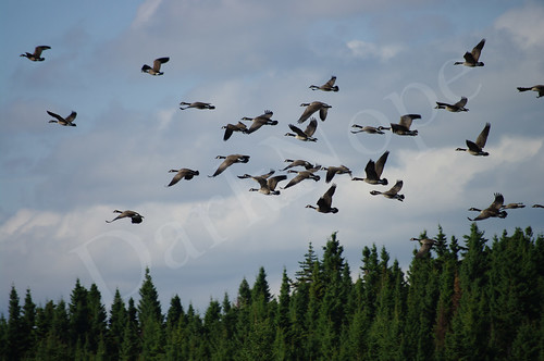 migration oiseaux amérique