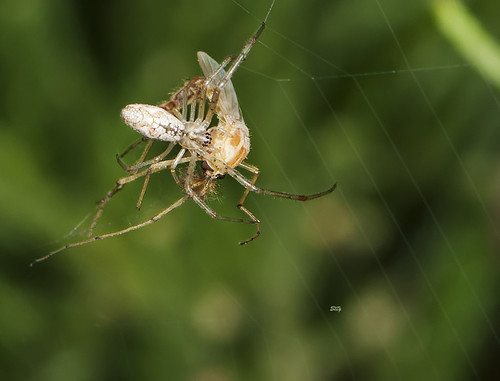 virginia flickr unitedstates va spidersaraneae ricectr arachnidsspidersetc cobwebspiderstheridiidae