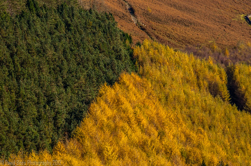 autumn trees nature wales nikon stereophonics 18200mm cwmaman aberdare cynonvalley