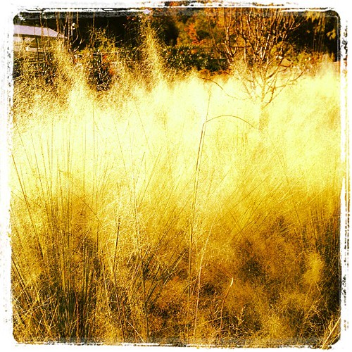 square squareformat lordkelvin iphoneography instagramapp uploaded:by=instagram foursquare:venue=4a31751af964a520d7991fe3