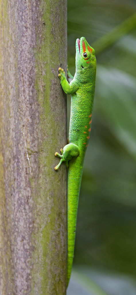 Gecko on the trunk