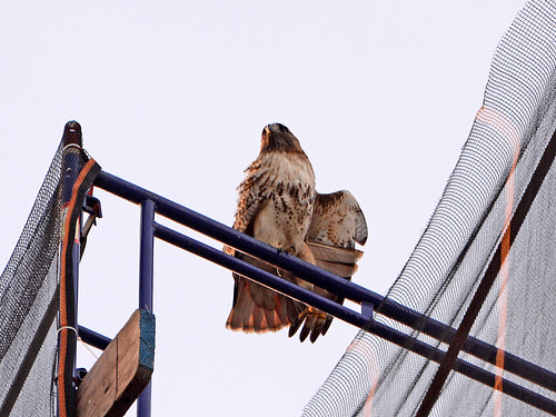 Red-Tailed Hawk (7186)