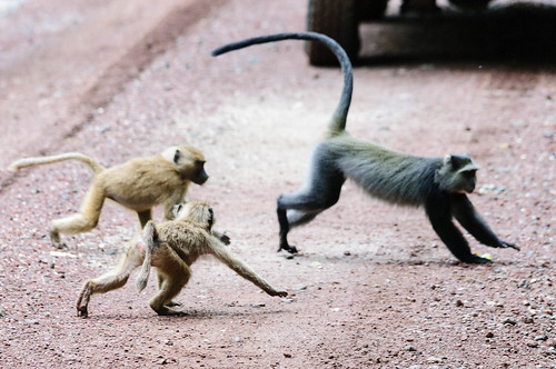 africa animals tanzania monkey manyara naturelandscape