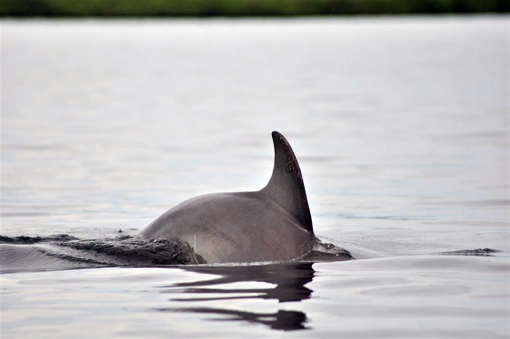 La Bahía de los delfines es el refugio de cientos de familias de delfines que juguetean con las embarcaciones