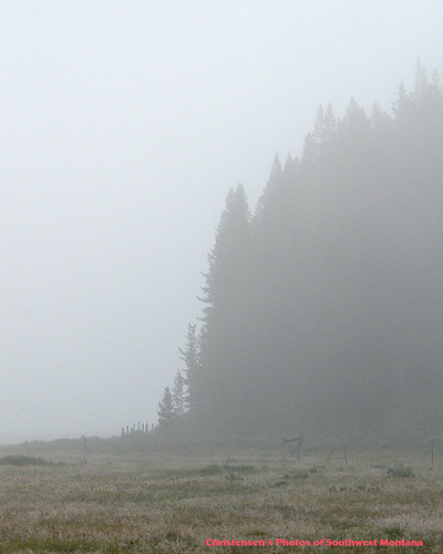southwest tree nature water fog pine forest nikon scenery montana sigma national dillon beaverhead beacheslandscapes