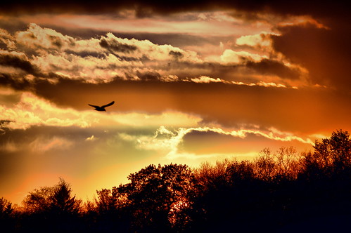 trees sunset bird clouds nikon seagull wonderlake d3200 theflickrlounge