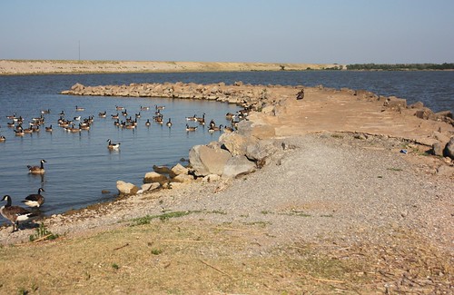 lake oklahoma water swimming goose canadageese ftsupply fortsupply woodwardcounty june2012