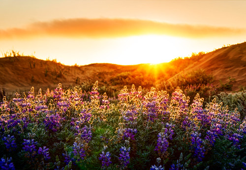 The Lupines at Sunset