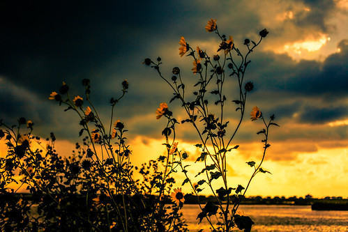 morning flowers usa plant seascape color beach gulfofmexico nature water june yellow clouds skyscape landscape photography dawn coast us colorful texas unitedstates unitedstatesofamerica dramatic coastal 100 40mm freeport f28 saltwater 2012 surfside surfsidebeach brazoriacounty ¹⁄₆₄₀₀sec mabrycampbell june292012 ef40mmf28stm 201206291993