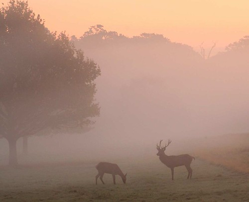 Early Morning in Richmond Park - Landscapes cover a wide range of different types of photography