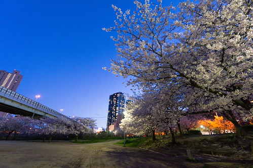 night cherryblossoms osaka sakuranomiya 夜桜 nocturnalview 毛馬 桜之宮 sonynex6 e1018mmf4oss