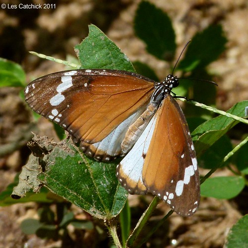 butterfly ghana danauschrysippus africanmonarch lpjc nkawkaw