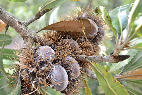 flowers picnic native banksia warragambadam 2011 proteaceae views50 serrata views75 views25 burragorang