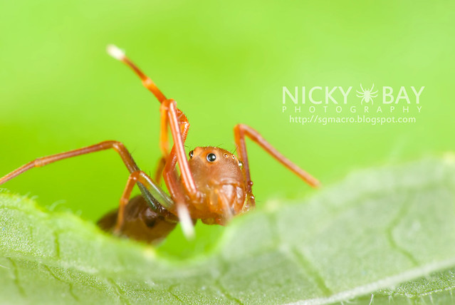 Ant-mimic Crab Spider (Amyciaea lineatipes) - DSC_6827