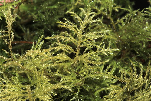 Feather Moss 25787