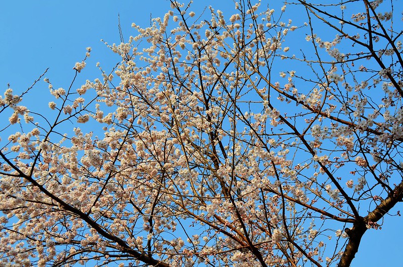 Cherry Blossom in Korea