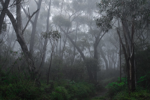 mist forest landscape rainforest exterior australia newsouthwales throughthetrees clydemountain sigma30mmf14exdchsm canoneos30d currowan