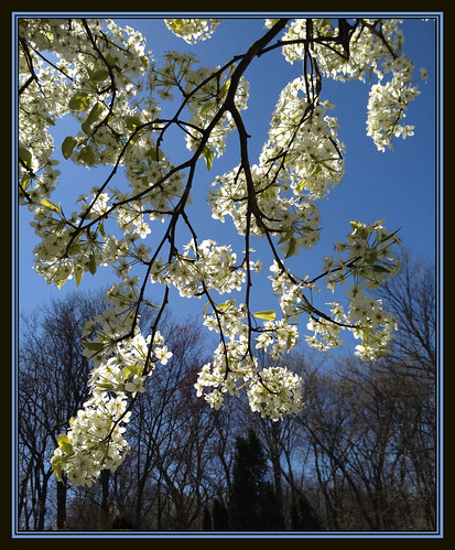 flowers trees nature spring seasons bloom april
