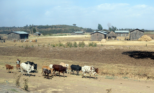 roof season wooden cows farmers steel dry huts april fields farms poles ethiopia 2012 galvanised