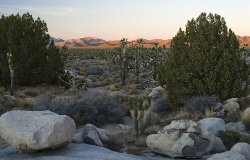 california sunset mountains nationalpark rocks desert joshuatree dry mojave joshuatrees