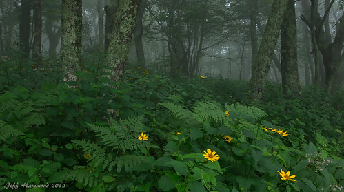 nature fog forest landscape blueridgeparkway appleorchardmountain woodlandsunflowers