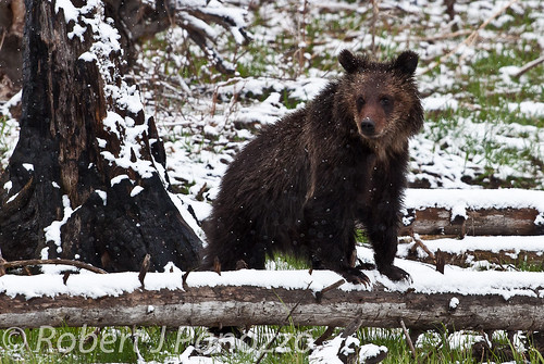 bear cub yellowstonenationalpark yellowstone grizzly grizz grizzlybear naturesgallery goldwildlife thenaturesgreenpeace amazingwildlifephotography ynetbf