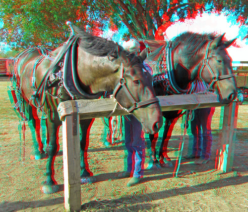 county horses stereoscopic stereophoto 3d plymouth fair anaglyph iowa stereo countyfair redcyan 3dimages 3dphoto 3dphotos 3dpictures stereopicture plymouthcountyfair