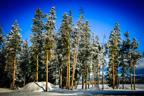pictures trees snow mountains nature canon landscape photography photo spring scenery montana forrest may bluesky images puffyclouds freshsnow lodgepolepine bigskycountry treasurestate westyellowstone eosdigitalrebelxti mygearandme stefanoinseidaho folpetimages ©2003~©2014folpetphotography folpetphotography folpet