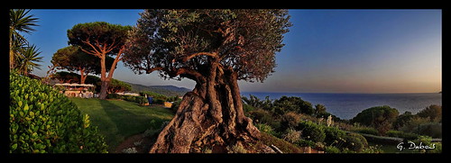 sunset sea panorama mer tree de soleil mediterranean coucher olive award provence olivier panoramique méditerranée