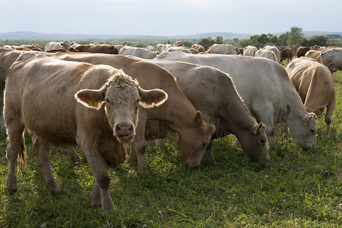 nature countryside cows quebec farm québec mauricie canondslr campagne ferme vaches lacauxsables