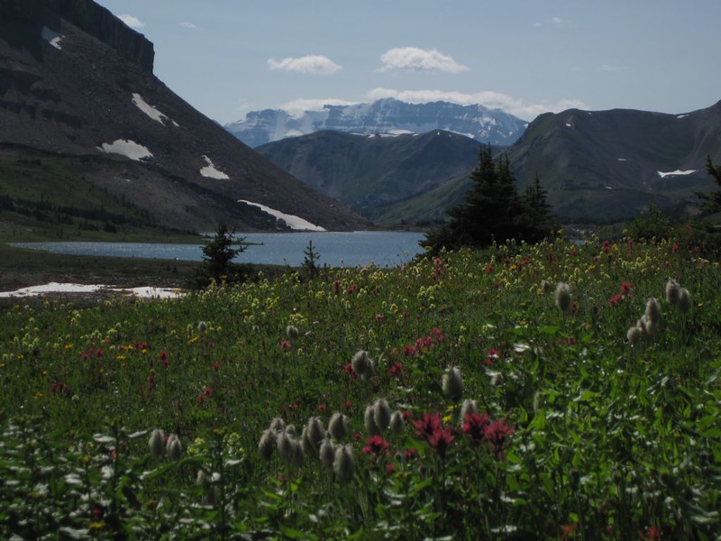 Flowers in a meadow near Ptarmigan Lake with Mount Victoria in the distance, on the Skoki Lakes Trail