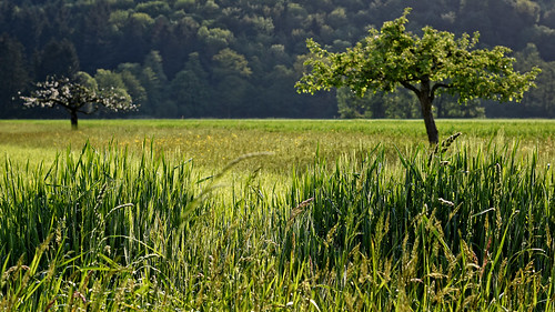 plants color tree green nature grass leaves landscape deutschland nikon natur feld meadow grün landschaft wald farbe baum frühling acker emmendingen 50mm18 kollmarsreute d7200