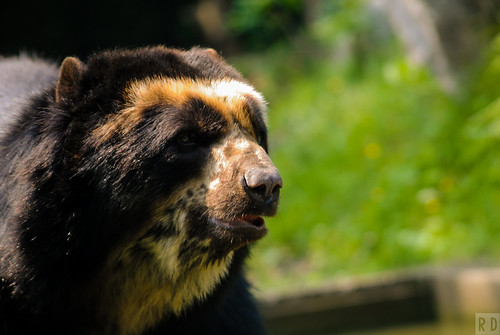 zoo parc lunette ours mammifère faune animalier maubeuge