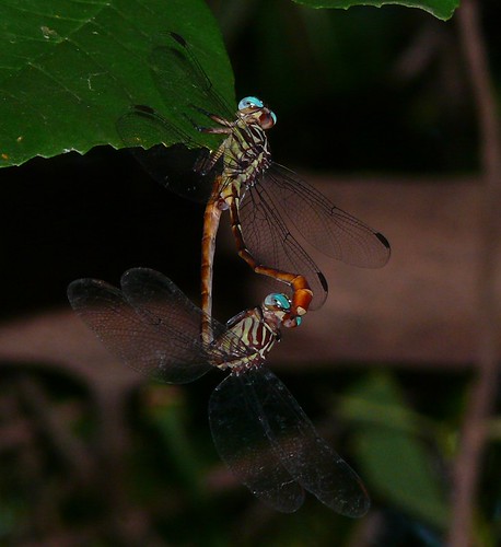 insect texas dragonfly odonata claycounty russettippedclubtail stylurusplagiatus gomphidae