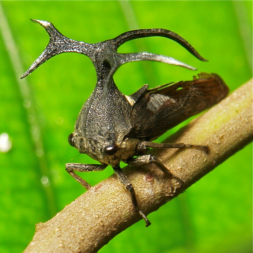Новый вид насекомых. Жук Горбатка бразильская. Бразильская Горбатка (Bocydium globulare). Горбатка treehopper. Жук Горбатка рогатая.